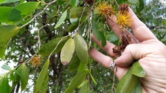 Asteromyrtus symphyocarpa