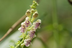 Scutellaria scandens