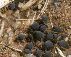 Sminthurinus atrapallidus