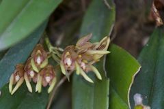Bulbophyllum umbellatum