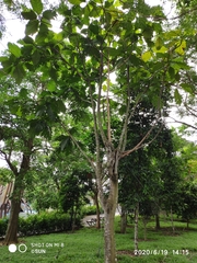 Artocarpus elasticus