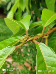 Sterculia rubiginosa