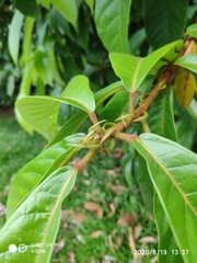 Sterculia rubiginosa