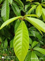 Sterculia rubiginosa