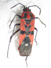 Spilostethus macilentus