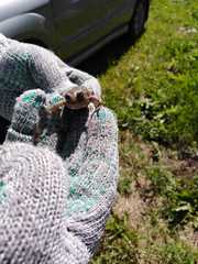 Pelobates vespertinus