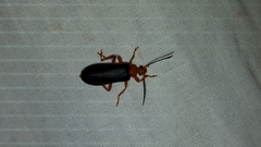 Neopyrochroa flabellata