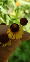 Helenium elegans