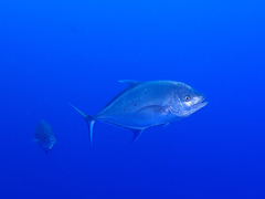 Ferdauia orthogrammus