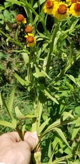 Helenium elegans