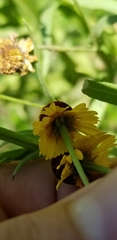 Helenium elegans