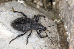 Otiorhynchus armatus