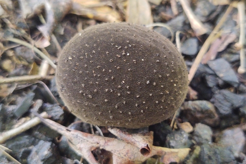 Lycoperdon umbrinum image