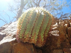 Ferocactus diguetii diguetii