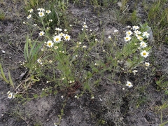 Tripleurospermum inodorum