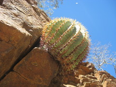 Ferocactus diguetii diguetii