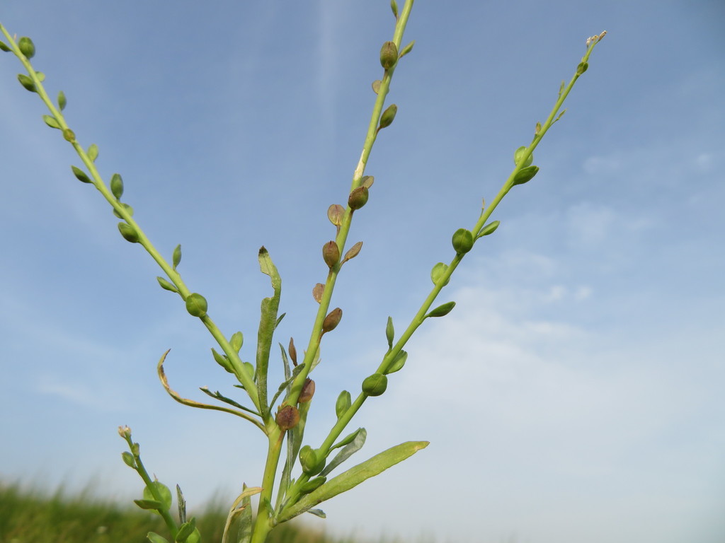 Garden Cress