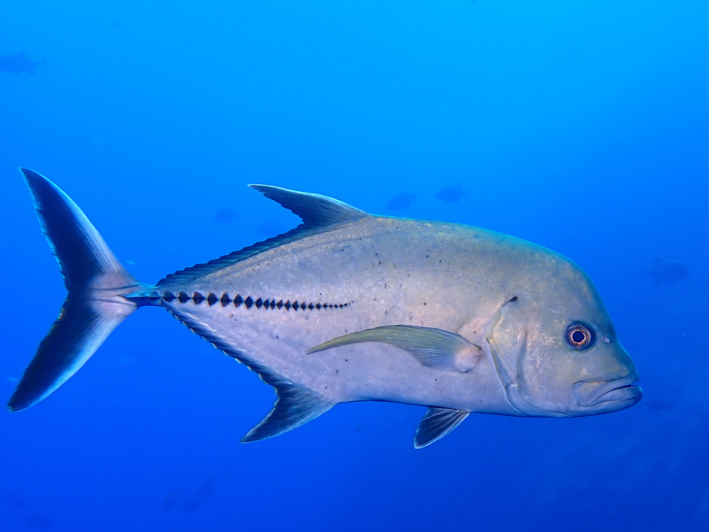 Black jack (Caranx lugubris) — Carangidae