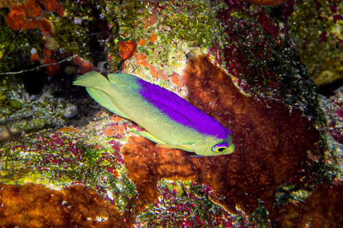 Colin's angelfish (Centropyge colini) — Pomacanthidae