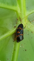 Okiscarta uchidae