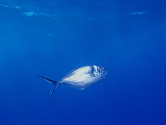 Uraspis helvola