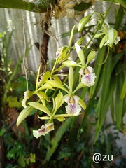 Encyclia ambigua