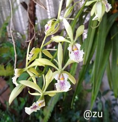Encyclia ambigua
