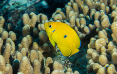 Centropyge cocosensis