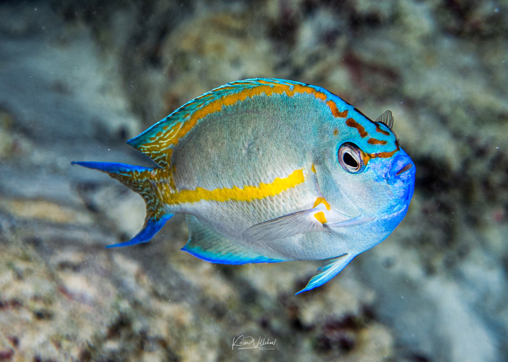 Ornate Angelfish