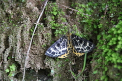 Arichanna melanaria
