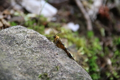 Arichanna melanaria