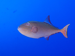 Xanthichthys mento