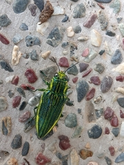 Chrysodema lewisii