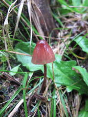 Mycena mariae