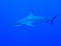 Carcharhinus galapagensis