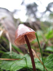 Mycena mariae