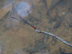 Teinobasis rufithorax