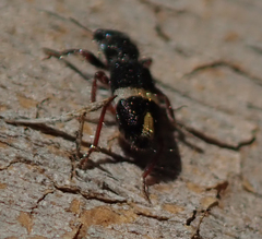 Lemidia accincta