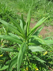 Euphorbia lucida