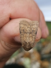 Hoplodrina octogenaria