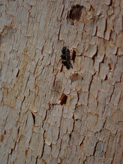 Lemidia accincta
