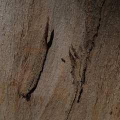 Lemidia accincta