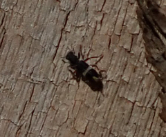 Lemidia accincta