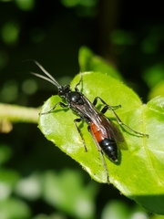 Ctenichneumon panzeri