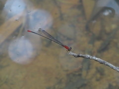 Teinobasis rufithorax