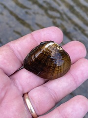 Truncilla truncata