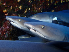 Whitetip Reef Shark photo 3