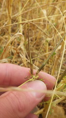 Scandix pecten-veneris