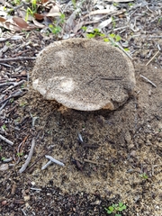 Russula erumpens