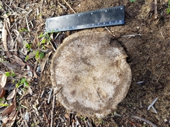Russula erumpens